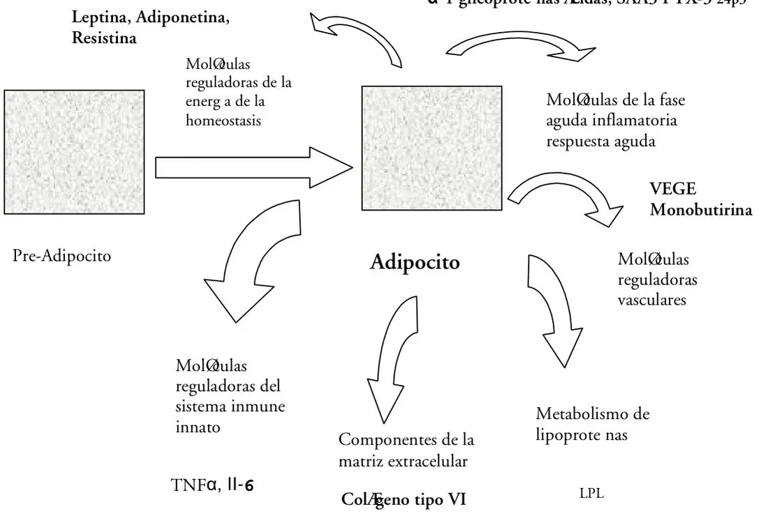 Gráfica 1 del artículo