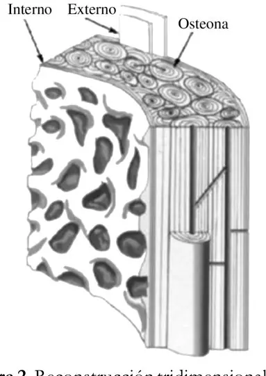 Figura 2 del artículo