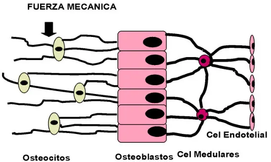 Figura 5 del artículo