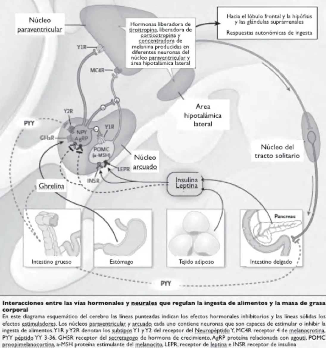 Figura 1 del artículo