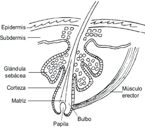 Figura 3 del artículo