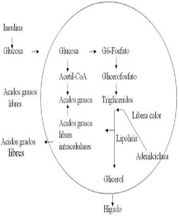 Figura 1 del artículo