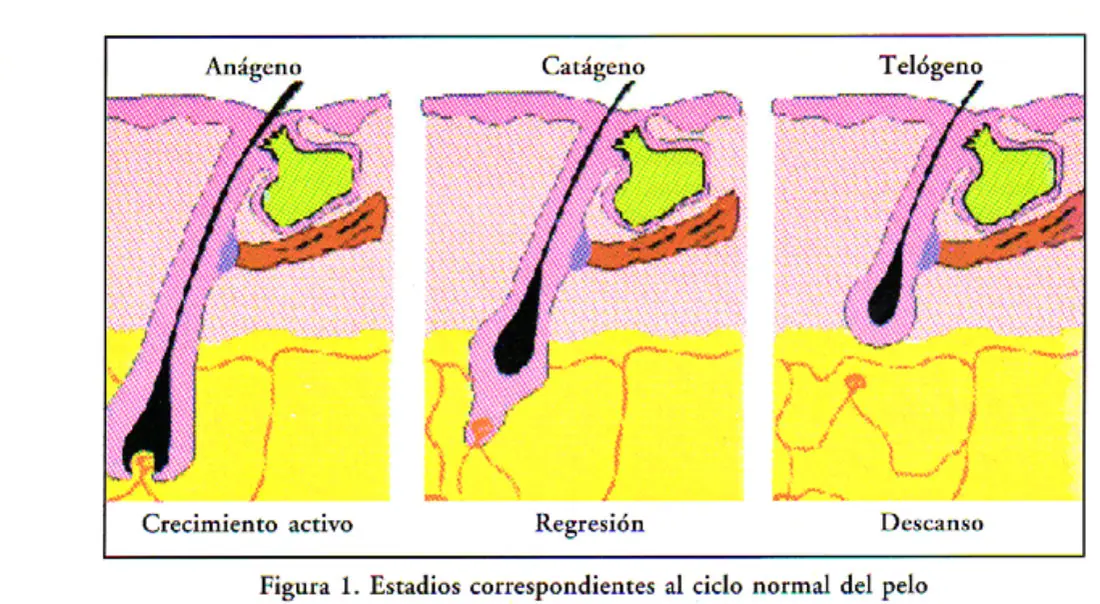Imagen del artículo